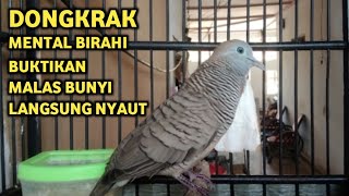 Download lagu Perkutut Lokal Gacor Suara Super Kristal - Pancingan Malas Bunyi  (99%AMPUH BANGET) mp3