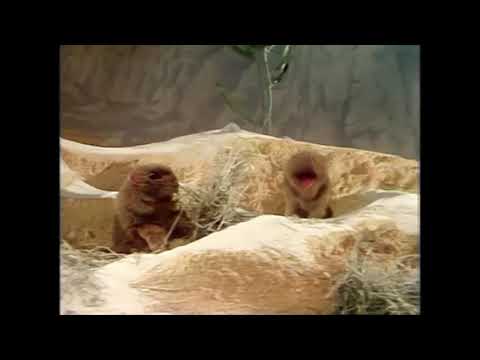 Muppet Songs: Prairie Dogs - Blue Skies