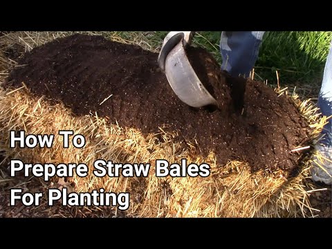 Preparing A Straw Bale For Planting After It Has Been Conditioned.
