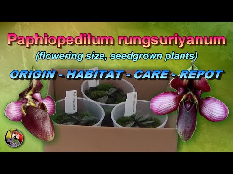 , title : 'Paphiopedilum rungsuriyanum - ORIGIN - HABITAT - CARE - RE-POT (flowering size, seed grown plants)'