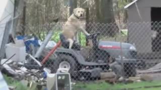 Lawn Mower Dog Lawn Mower Dog