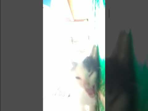 Maryam,kucing kita mati