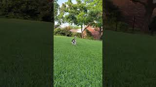 Video preview image #1 Colonial Cocker Spaniel-Unknown Mix Puppy For Sale in HOUSTON, TX, USA