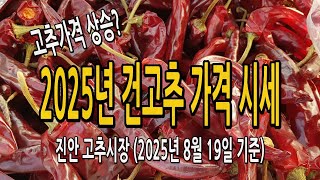 2025년 건고추 가격 시세 / 고추가격 상승? 8월 19일 진안고추시장 알아봅니다.