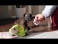 French Bulldog dogs for sale: Shiloh - Video 1