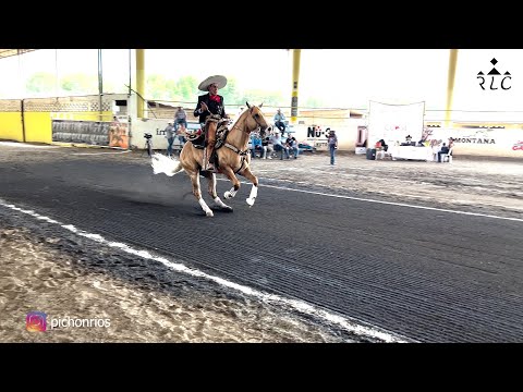 C17P6 EL CAMINO AL FUTURITY VIP - Mauricio "Pichón" Ríos