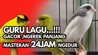 Download lagu SUARA BURUNG, KENARI GACOR PANJANG - CUIT CUIT EMOSI PANCINGAN KENARI PAUD BELAJAR BUNYI #canary mp3
