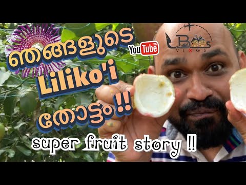 ഞങ്ങളുടെ LILIKO’i തോട്ടം!| Story of a Super Fruit| LBees Vlogs