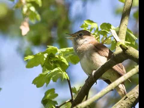 Nachtigallenschlag/Hermann Necke