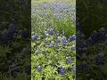 found all the #texas bluebonnets. 🪻🪻🪻 full scenic #drive thru peak #bluebonnets video on channel!