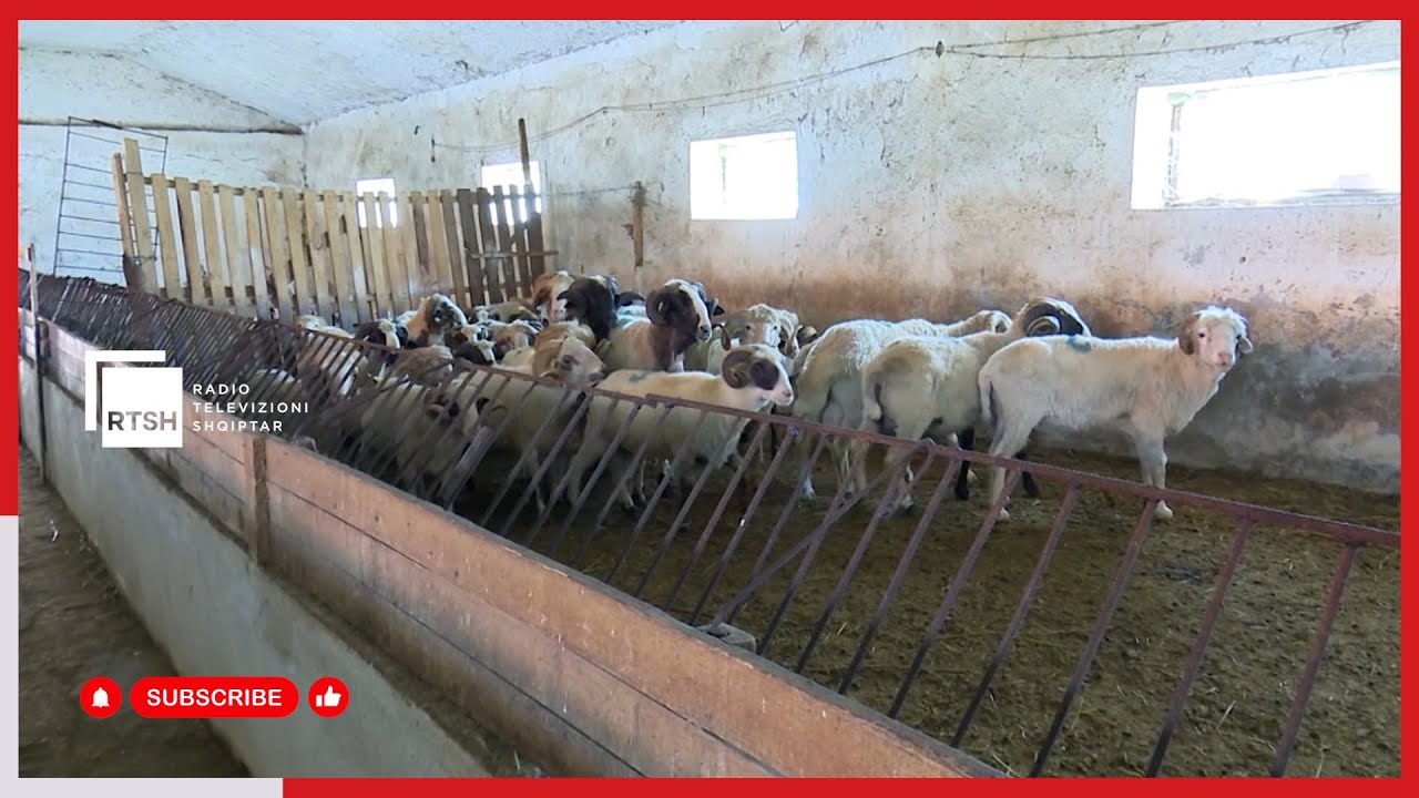 Dimërimi i bagëtive, tri masat kryesore për shëndetin e kafshëve në dimër