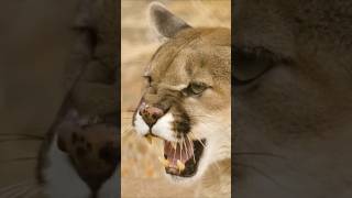 Cougars aka Mountain Lions Don't Roar .. They Scream!
