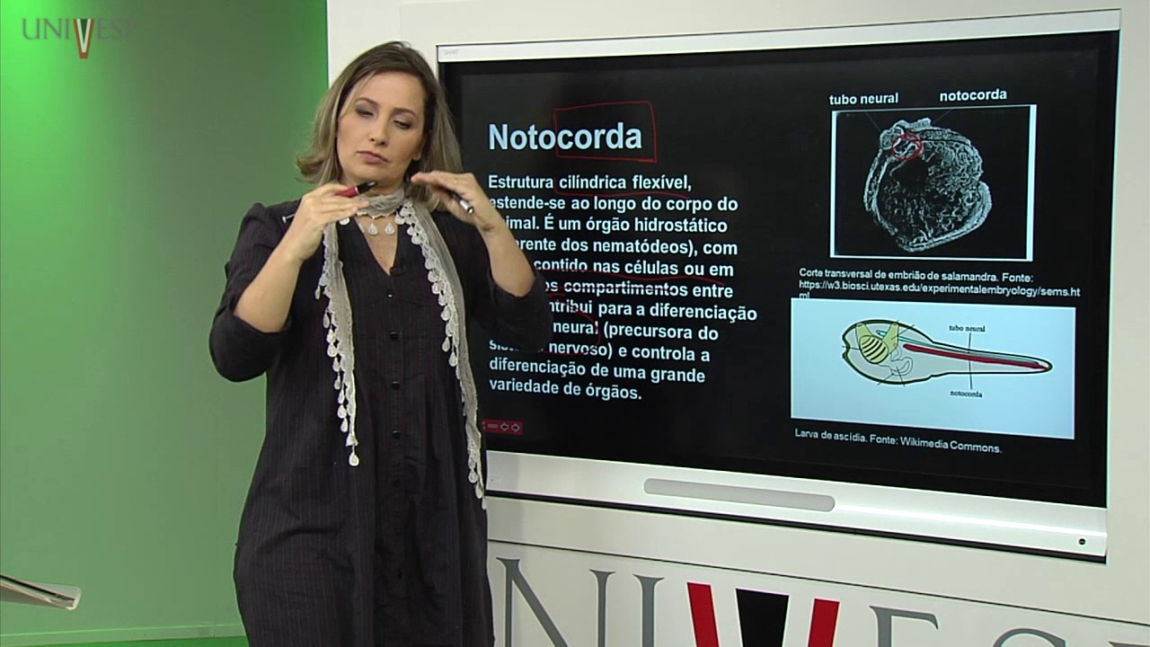 Zoologia dos Vertebrados – Aula 04 – Características do Filo Chordata