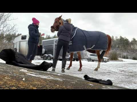 Veronika Kjensli Strøm vlog30 - Trening med Surprise
