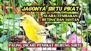 Download lagu SUARA SIRTU BETINA BIRAHI MEMANGGIL JANTAN, MASTERAN PIKAT paling jitu @srfchannel3881  mp3