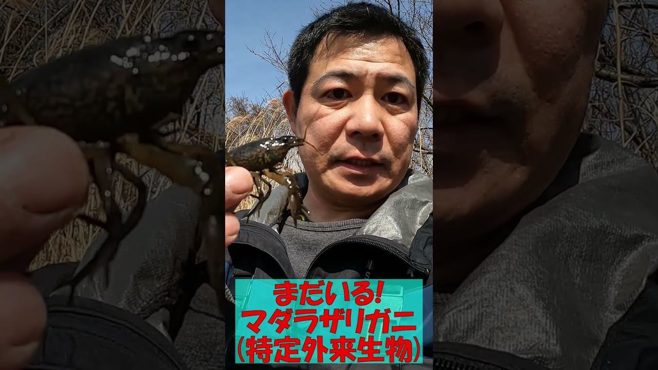 クローン、マダラザリガニ！まだいる！愛媛県松山市！みんなで拡散防止！ Marbled crayfish, Procambarus virginalis ≫生物ハンター加藤英明【公式】かとチャン