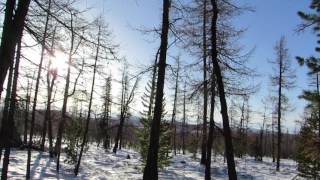 preview picture of video 'Hiking for reaching to reindeer people in North Mongolia in winter'