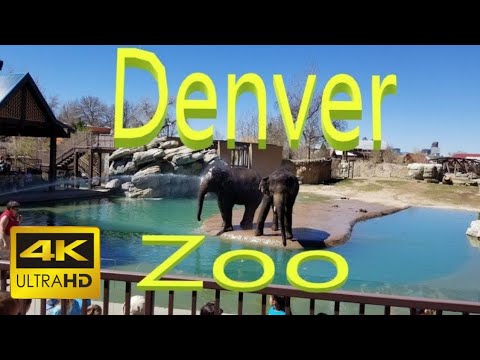 image-Is there a zoo in Denver Colorado?