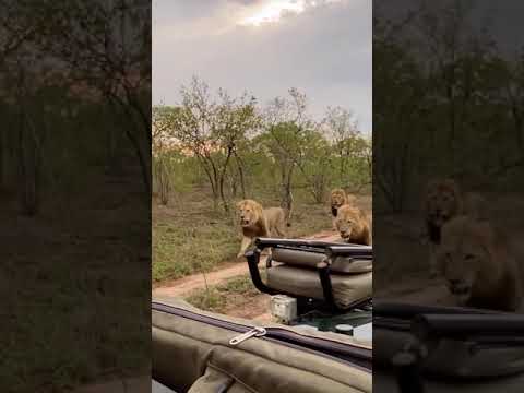 Three Male Lions on the Run!
