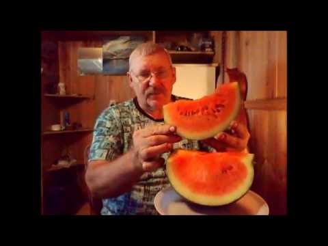 Арбуз САХАРНЫЙ МАЛЫШ