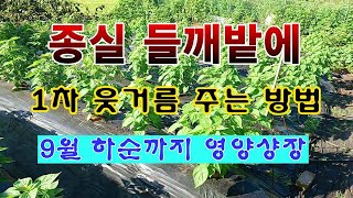 [텃밭농부 2,030]  종실들깨 1차 웃거름 주는 방법. 9월 하순까지 영양생장. #들깨재배 #종실들깨