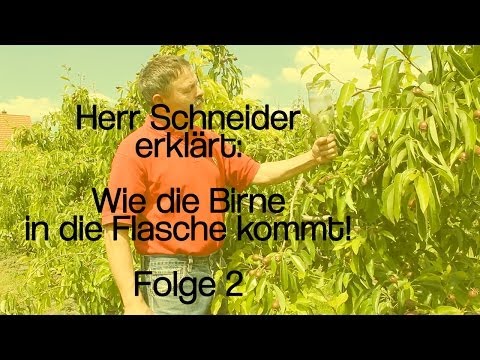 Herr Schneider erklärt: Wie die Birne in die Flasche kommt!