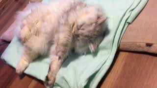 ペルシャ猫のペル君 #18