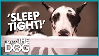 How to Keep a Dog Off the Marital Bed | It&#39;s Me or the Dog