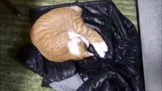 ルゥ君、ダウンジャケットの上で爆睡zzz Roux-Sleeping on down jacket