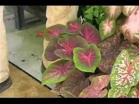 Каладиум: описание и выращивание комнатного растения