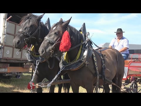 Targ de cai Gilau, Cluj 7 Iulie 2017