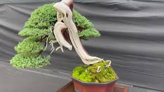 Doncaster Bonsai Experience: Final Chapter