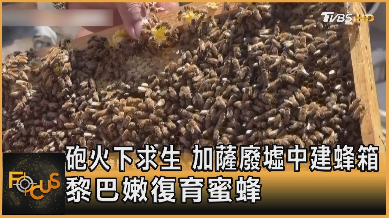 FOCUS全球新聞／砲火下求生　加薩廢墟中建蜂箱　黎巴嫩復育蜜蜂