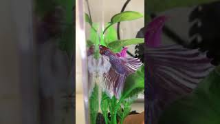 Betta Fish Fishes Videos