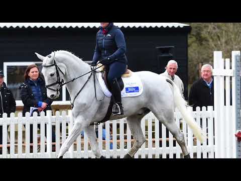 The Billy Stud Stallions: CEVIN Z