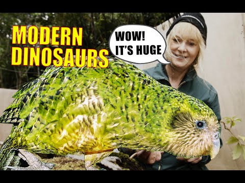 Kakapo - video