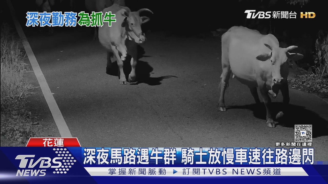 台九線驚魂！十多頭黃牛「集體越獄」　飼主遭罰最高僅600元