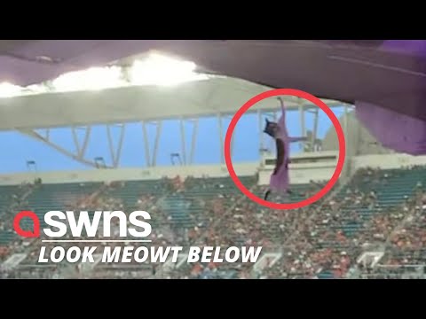 Florida football fans use FLAG to rescue cat that fell from upper deck 🙀| SWNS