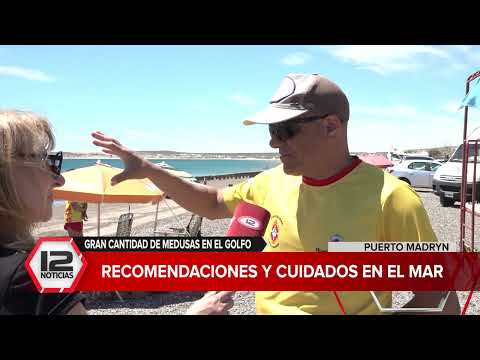 MADRYN | GRAN CANTIDAD DE MEDUSAS EN EL GOLFO: RECOMENDACIONES Y CUIDADOS EN EL MAR