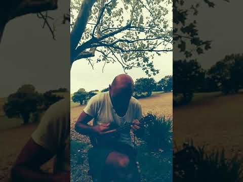 Ukulele "Muppet show theme"