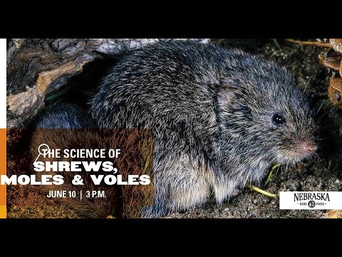 トガリネズミ、ハタネズミ、モグラの科学