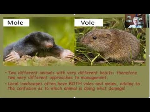 All About Voles and Moles, Lunch In The Garden Webinar Series