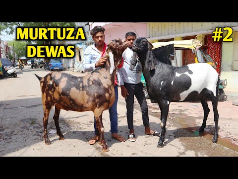 Murtuza Bhai Dewas Ke Beetal & Sirohi Goat's
