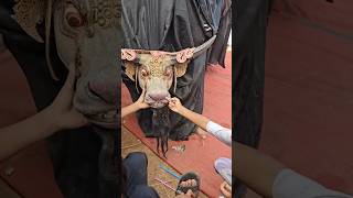 Download lagu hampir nangis !!! Bocil diseruduk banteng 😅 #bantengan turonggo laras #barongankendal #lucungakak mp3