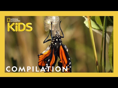 AMAZING ANIMALS! | 1 Hour | Nat Geo Kids Compilation | @natgeokids
