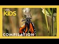 AMAZING ANIMALS 1 Hour Nat Geo Kids Compilation Natgeokids