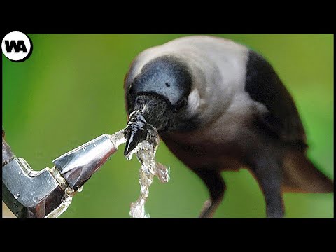 Animals Are Much Smarter Than Most of Us Realize