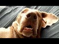 View 13 Funny Dog Snoring Quotes
