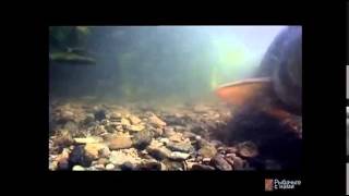 Прикормка для усача в мутной воде