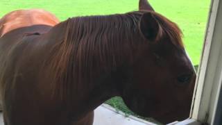 Horse comes to kitchen window for cucumber